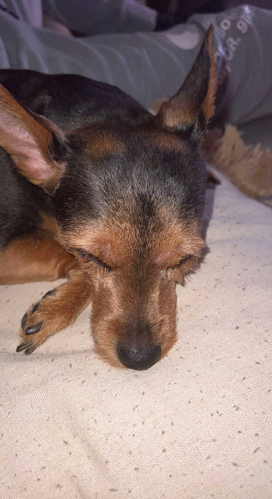 Lamisse participe au concours pour gagner de l'argent avec cette photo : canidae, carnivore, companion_dog, dog, dog_breed, ear, fawn, fur, german_shepherd_dog, guard_dog, herding_dog, human_body, paw, puppy, snout, sporting_group, terrestrial_animal, whiskers, wildlife, working_dog