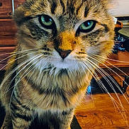 Wally joined the competition — help win amazing prizes! animal, cat, chair, close_up, curious, cute, domestic_cat, feline, fur, green_eyes, home, indoor, looking_at_camera, pet, portrait, standing, tabby, whiskers, wooden_floor, wooden_furniture