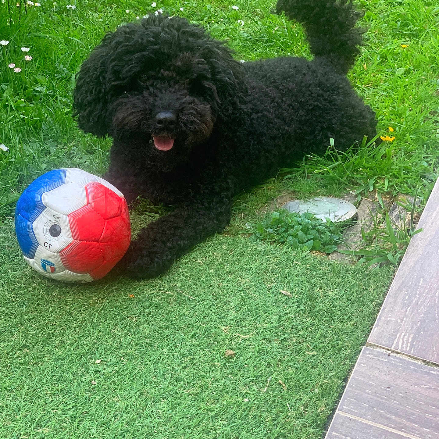Scooby participe au concours pour gagner de l'argent avec cette photo : animal, black_dog, canine, curly_fur, cute, dog, garden, grass, greenery, happy, lying_down, nature, outdoor, paw, pet, playful, soccer_ball, summer, tongue_out, toy