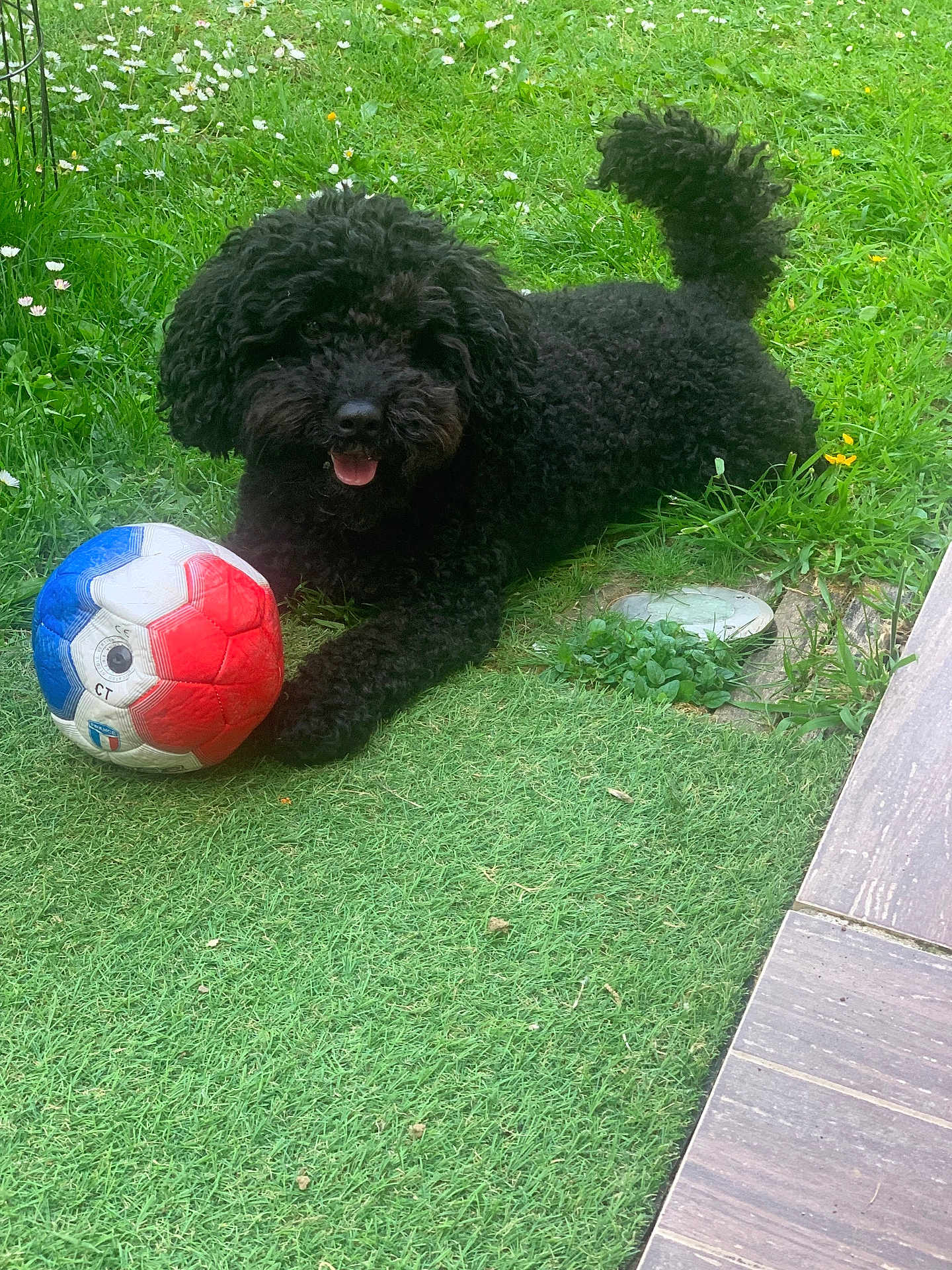 Scooby participe au concours pour gagner de l'argent avec cette photo : dog, black_dog, curly_fur, grass, soccer_ball, outdoor, pet, animal, playful, tongue_out, greenery, summer, paw, happy, nature, garden, toy, cute, canine, lying_down
