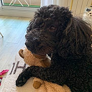 Scooby a rejoint le concours — aidez-le/la à gagner de superbes lots ! dog, poodle, black_dog, plush_toy, indoor, floor, blanket, window, curtain, natural_light, pet, cozy, resting, fur, paw, toy, home, relaxation, animal, companion