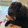 dog, poodle, black_dog, plush_toy, indoor, floor, blanket, window, curtain, natural_light, pet, cozy, resting, fur, paw, toy, home, relaxation, animal, companion