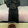 Scooby participe au concours pour gagner de l'argent avec cette photo : dog, poodle, black_dog, curly_fur, glass, whiskey, beverage, table, indoor, living_room, sofa, blanket, wooden_table, pet, animal, curious, sitting, home, cozy, furniture