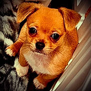 Griffin joined the competition — help win amazing prizes! dog, puppy, brown_fur, small_dog, cute, pet, animal, whiskers, black_nose, indoor, blanket, fur, ears, eyes, close_up, cozy, looking_up, adorable, companion, domestic_animal