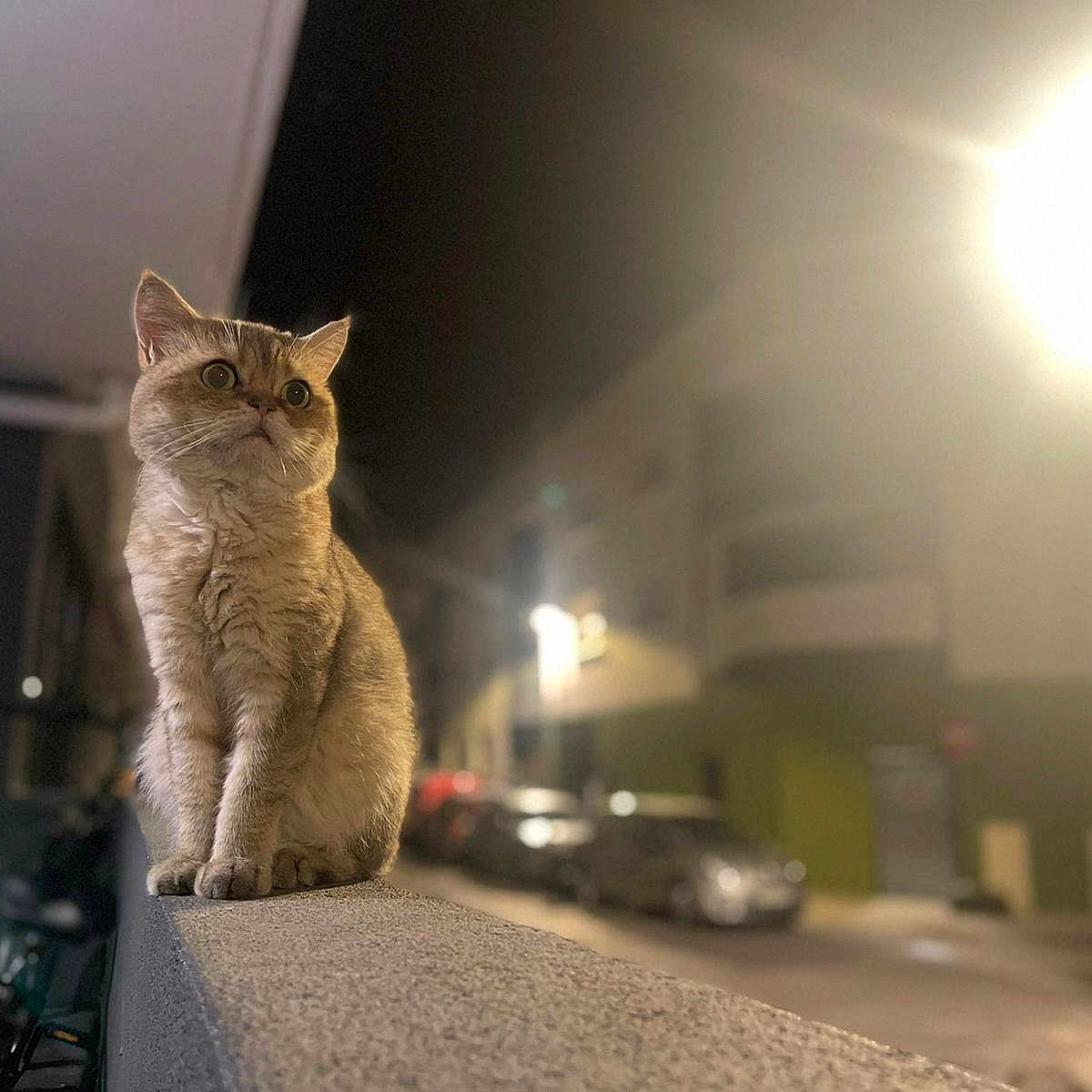 Noizèt participe au concours pour gagner de l'argent avec cette photo : abyssinian, alley, animal, architecture, building, cat, city, kitten, light, lighting, manx, nature, night, outdoors, pet, road, shelter, sky, street, urban