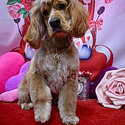Teddy is registered to the contest to win money with this photo: dog, cocker_spaniel, pet, portrait, valentine_backdrop, roses, pink, hearts, plush_pillow, red_carpet, paw, fur, sitting, bow, decorative_rose, studio_shot, cute, pet_photography, vase, props