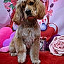 dog, cocker_spaniel, pet, portrait, valentine_backdrop, roses, pink, hearts, plush_pillow, red_carpet, paw, fur, sitting, bow, decorative_rose, studio_shot, cute, pet_photography, vase, props