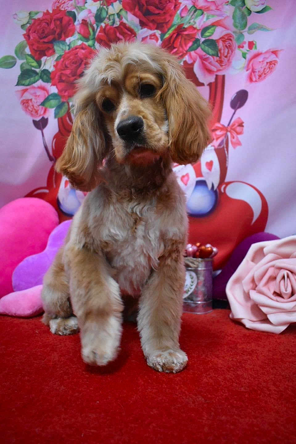 Teddy is registered to the contest to win money with this photo: dog, cocker_spaniel, pet, portrait, valentine_backdrop, roses, pink, hearts, plush_pillow, red_carpet, paw, fur, sitting, bow, decorative_rose, studio_shot, cute, pet_photography, vase, props