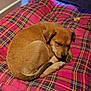 animal, brown_fur, calm, corner, cozy, cushion, cute, dog, domestic, floor, indoor, nap, peaceful, pet, plaid, puppy, resting, sleeping, soft_light, young_dog