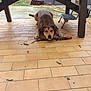 Toy a rejoint le concours — aidez-le/la à gagner de superbes lots ! animal, brown_dog, canine, chair, daylight, dog, garden, nature, outdoor, patio, pet, playful, relaxed, resting, stick, tile_floor, tongue_out, wood, wooden_table, yard