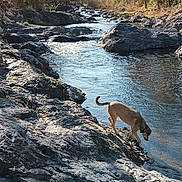 Toy a rejoint le concours — aidez-le/la à gagner de superbes lots ! adventure, animal, bark, canine, dog, environment, fall, forest, hiking, landscape, nature, outdoor, river, rocks, scenery, stream, sunlight, trees, water, wildlife