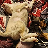 Cruz joined the competition — help win amazing prizes! puppy, dog, sleeping, bed, blanket, cozy, cute, animal, pet, napping, fur, resting, indoor, two_animals, friendship, relaxation, brown_puppy, white_puppy, soft, cuddle