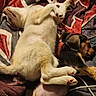 puppy, dog, sleeping, bed, blanket, cozy, cute, animal, pet, napping, fur, resting, indoor, two_animals, friendship, relaxation, brown_puppy, white_puppy, soft, cuddle