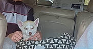Cruz is registered to the contest to win money with this photo: animal, backseat, bag, blanket, car_interior, casual, companion, cozy, daylight, dog, leisure, person, pet, resting, road_trip, seat, travel, vehicle, window, young_person
