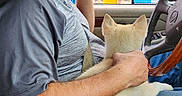Cruz is registered to the contest to win money with this photo: man, dog, car_interior, steering_wheel, drive_thru, window, seatbelt, menu, beard, short_hair, casual_clothing, can, cup_holder, arm, hand, jeans, seat, daytime, nature, trees