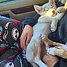 puppy, sleeping, person, car, window, sunlight, hand, pajamas, cartoon, blanket, cozy, animal, pet, relaxing, fur, cute, indoor, resting, comfort, travel