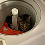 cat, tabby_cat, washing_machine, laundry, clothing, indoor, curious, pet, animal, household, appliance, fabric, domestic, container, looking_up, feline, mischief, closeup, home, playful