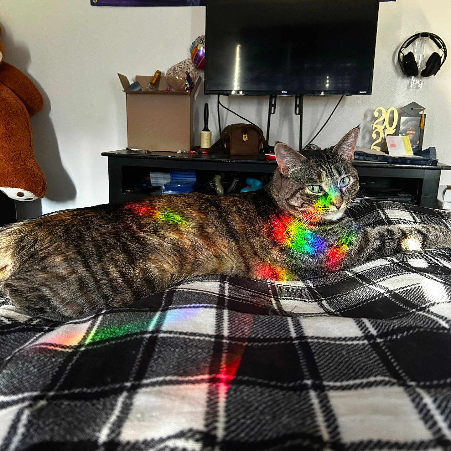 Nazikeen joined the competition — help win amazing prizes! animal, blanket, cat, colorful_light, cozy, domestic, furniture, household_items, indoor, living_room, pet, plaid, rainbow_reflection, relaxed, resting, soft_texture, striped_fur, tabby_cat, teddy_bear, television