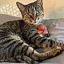 animal, bed, cat, collar, cozy, cute, domestic, ears, feline, fur, indoor, paws, pet, relaxed, resting, rubber_duck, sleepy, tabby, toy, whiskers