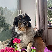 Luna participe au concours pour gagner de l'argent avec cette photo : dog, pet, flowers, windowsill, window, curtain, wooden_surface, indoor, portrait, fur, paw, tail, sitting, natural_light, pink_flowers, purple_flowers, plant, muzzle, whiskers, calm_expression