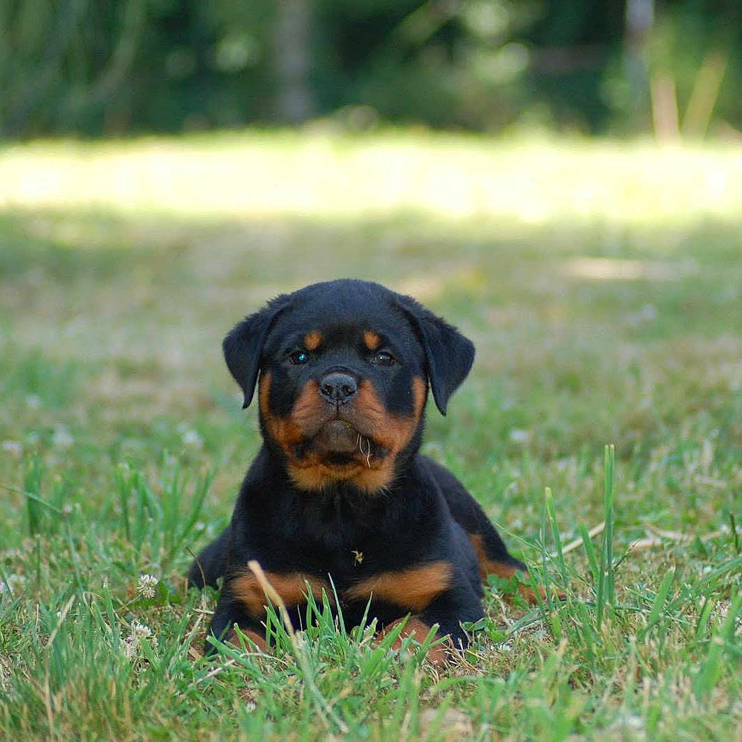 Aiko participe au concours pour gagner de l'argent avec cette photo : animal, canine, cute, dog, ears, eyes, fur, grass, greenery, head, lying_down, mammal, nature, outdoor, pet, portrait, puppy, rottweiler, snout, young