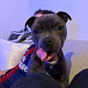 Atchoum a rejoint le concours — aidez-le/la à gagner de superbes lots ! dog, tongue, pet, animal, indoor, couch, person, blurred_background, playful, cute, canine, black_dog, closeup, face, ears, happy, living_room, home, sitting, companion