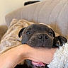 Atchoum participe au concours pour gagner de l'argent avec cette photo : puppy, dog, black_dog, pet, hand, tongue, paw, blanket, couch, indoor, cozy, playful, animal, cute, closeup, nibble, fur, domestic_animal, resting, snout