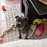 Atchoum participe au concours pour gagner de l'argent avec cette photo : puppy, dog, indoor, rug, toy, slippers, floor, pet, cute, small, gray, looking_up, cozy, home, animal, curious, playful, furniture, carpet, domestic