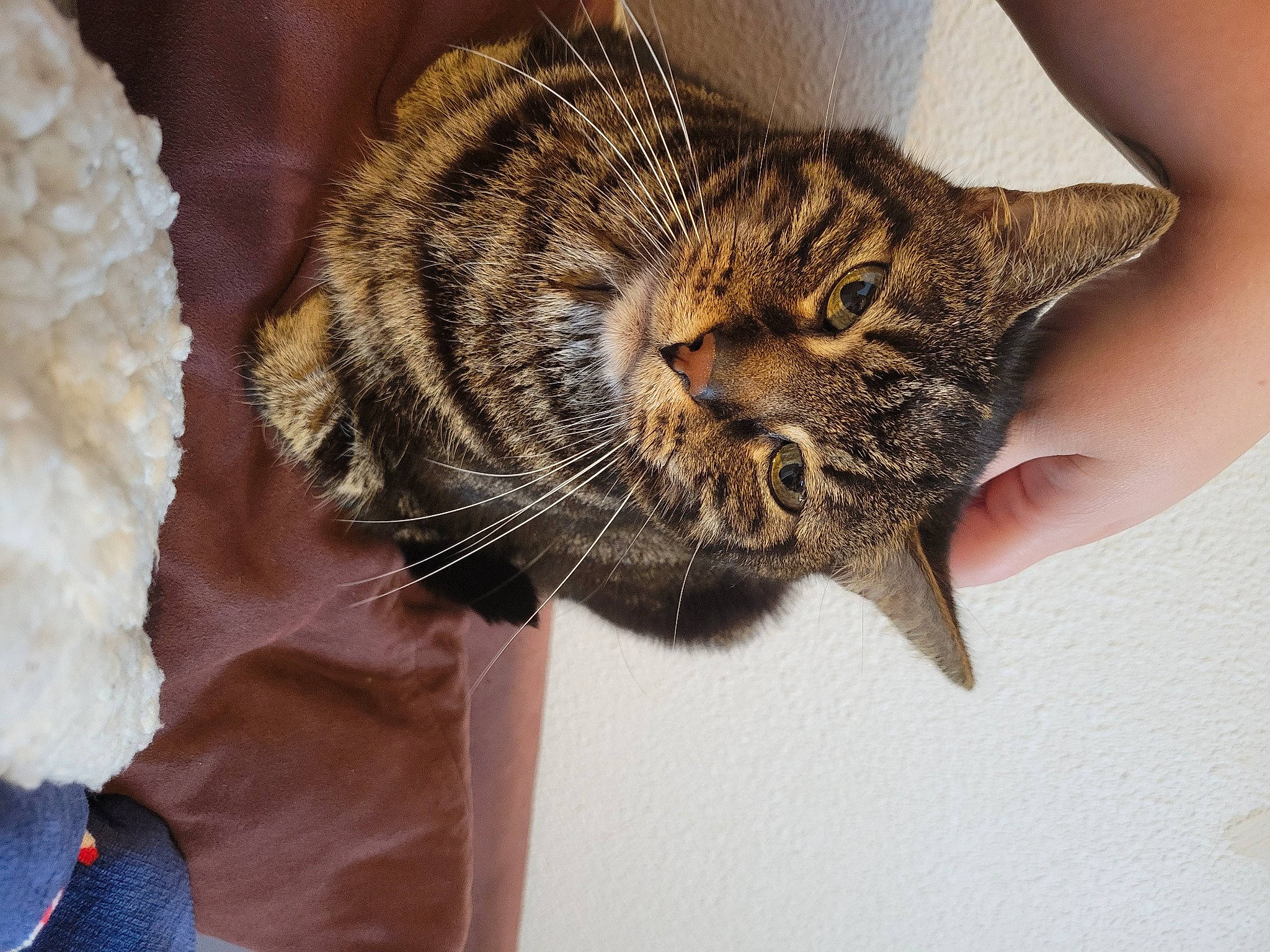 Olaf participe au concours pour gagner de l'argent avec cette photo : carnivore, cat, claw, comfort, domestic_short_haired_cat, ear, felidae, fur, nail, paw, small_to_medium_sized_cats, snout, tail, terrestrial_animal, tree, whiskers, wildlife