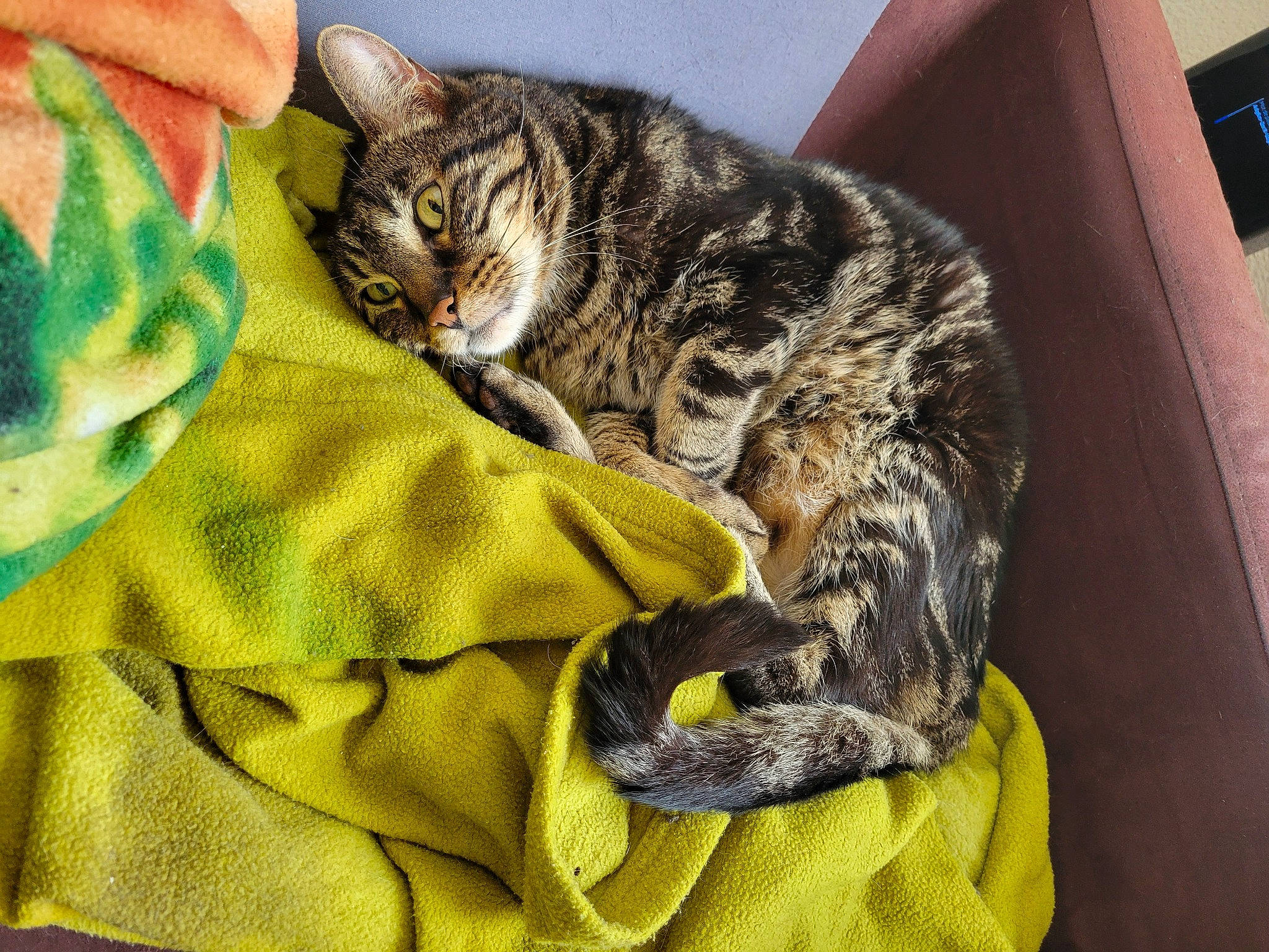 Olaf participe au concours pour gagner de l'argent avec cette photo : carnivore, cat, claw, comfort, domestic_short_haired_cat, felidae, fur, linens, mammal, military_camouflage, nap, pattern, paw, sleep, small_to_medium_sized_cats, snout, tail, terrestrial_animal, vertebrate, whiskers