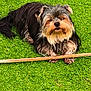 Baloo a rejoint le concours — aidez-le/la à gagner de superbes lots ! dog, small_dog, long_hair, yorkshire_terrier, pet, outdoor, grass, lawn, stick, paw, face, fur, beard, sitting, cute, portrait, close_up, playful, ground, animal
