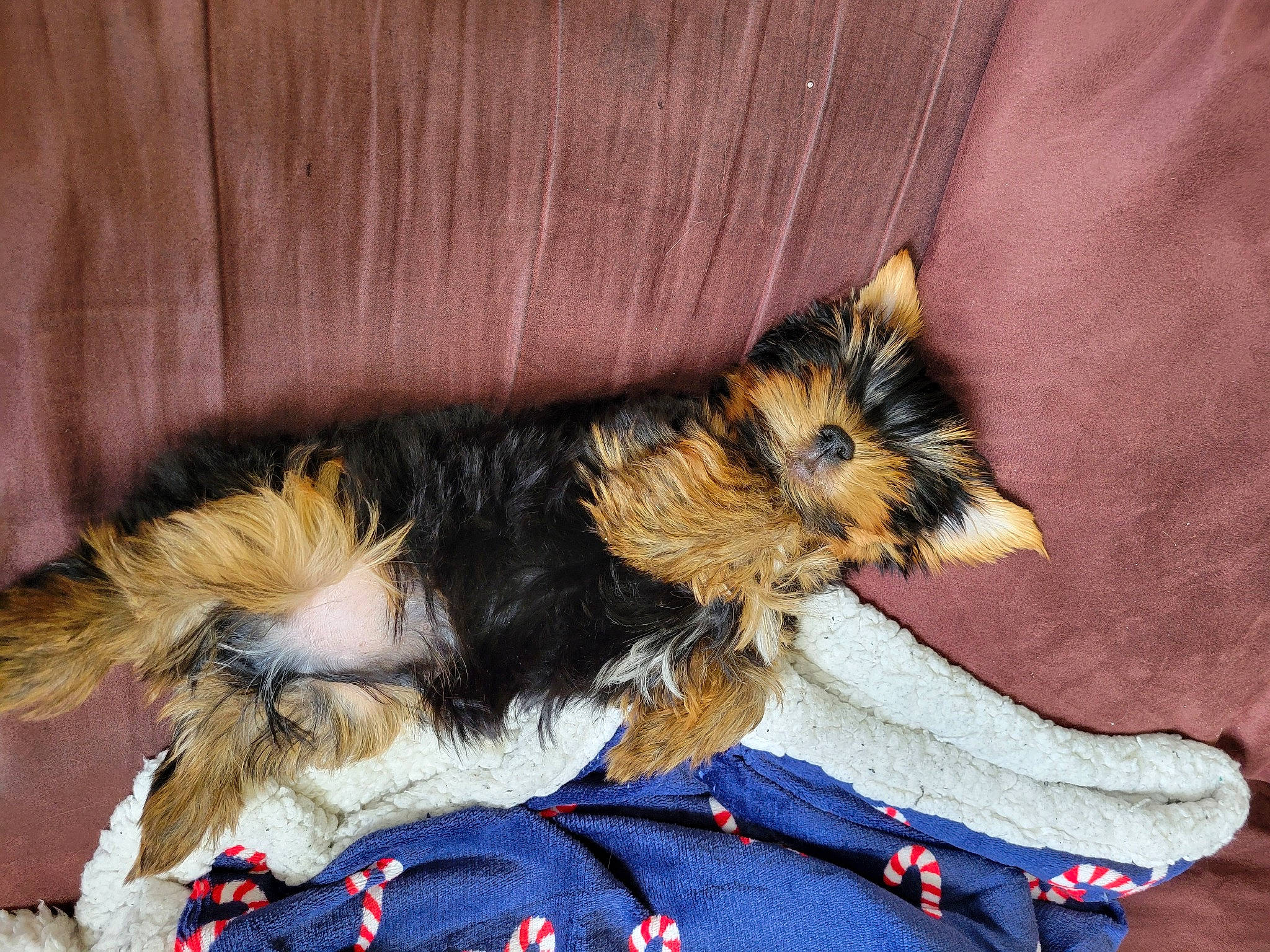 Baloo participe au concours pour gagner de l'argent avec cette photo : canidae, carnivore, claw, collar, comfort, companion_dog, dog, dog_breed, dog_supply, felidae, fur, liver, paw, small_terrier, sporting_group, tail, terrestrial_animal, terrier, toy_dog, whiskers