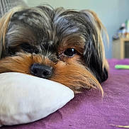 Baloo a rejoint le concours — aidez-le/la à gagner de superbes lots ! dog, puppy, close_up, nose, eyes, fur, pillow, couch, indoor, pet, bed, resting, sleepy, whiskers, brown_fur, black_fur, toy, blurred_background, portrait, adorable