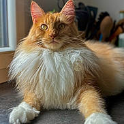 Tyrion participe au concours pour gagner de l'argent avec cette photo : cat, orange_cat, fluffy, long_hair, white_paws, indoor, window_light, pet, animal, feline, whiskers, relaxed, laying_down, close_up, portrait, soft_light, curious, domestic_cat, mammal, cute
