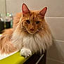 Tyrion participe au concours pour gagner de l'argent avec cette photo : cat, fluffy, orange_cat, white_paw, indoor, bathroom, countertop, tile_wall, pet, feline, whiskers, long_hair, domestic_cat, portrait, relaxed, close_up, animal, mammal, cute, house_pet