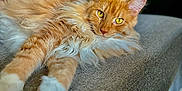 Tyrion participe au concours pour gagner de l'argent avec cette photo : cat, fluffy, orange, white, yellow_eyes, couch, indoor, toy, relaxed, pet, feline, closeup, home, fur, lying_down, focus, whiskers, ears, soft_light, background_blur
