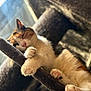 cat, calico_cat, sleeping, paws, cat_tree, feline, indoor, sunlight, cozy, cute, pet, animal, whiskers, fur, relaxing, closeup, pink_paw_pads, napping, soft, domestic_cat