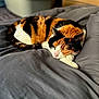 cat, calico, sleeping, fur, pet, animal, indoor, blanket, bed, cozy, resting, cute, whiskers, relaxation, soft, domestic, feline, closeup, colorful, comfort