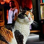 cat, calico_cat, green_eyes, indoor, blurred_person, background, bookcase, furniture, portrait, pet, animal, whiskers, fur, close_up, domestic_cat, table, light, shadow, focus, colorful
