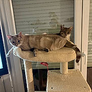 Belle Et Neige a rejoint le concours — aidez-le/la à gagner de superbes lots ! animal, beige, blinds, cat, cat_tree, cats, cozy, curious, feline, fur, home, indoor, looking, pet, relaxed, resting, soft_lighting, tail, two_animals, window