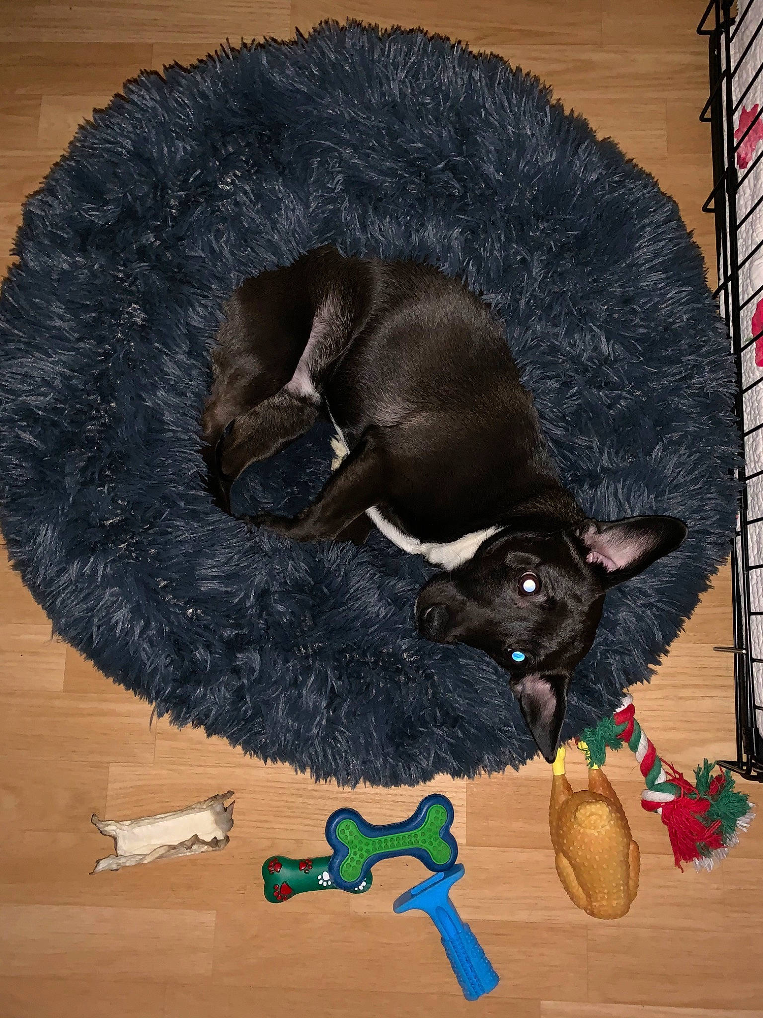 Mario a rejoint le concours — aidez-le/la à gagner de superbes lots ! art, black_cat, carnivore, cat, felidae, small_to_medium_sized_cats, tail