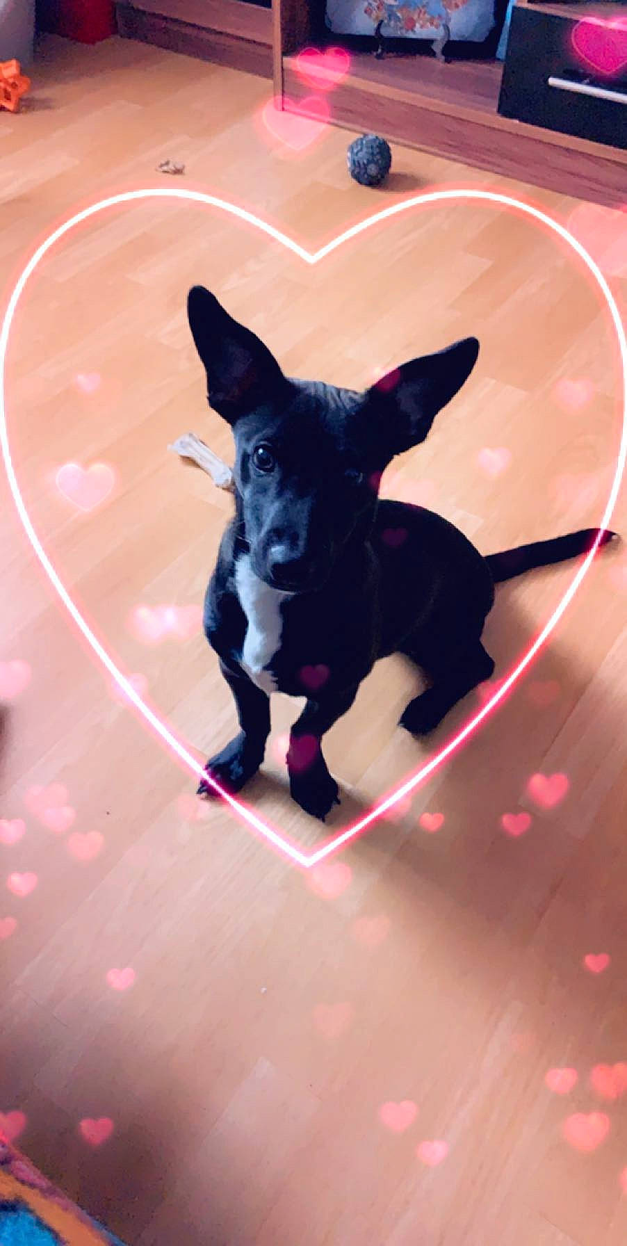 Mario participe au concours pour gagner de l'argent avec cette photo : canidae, carnivore, dog, dog_breed, fawn, french_bulldog, leash, non_sporting_group, pink, puppy, snout