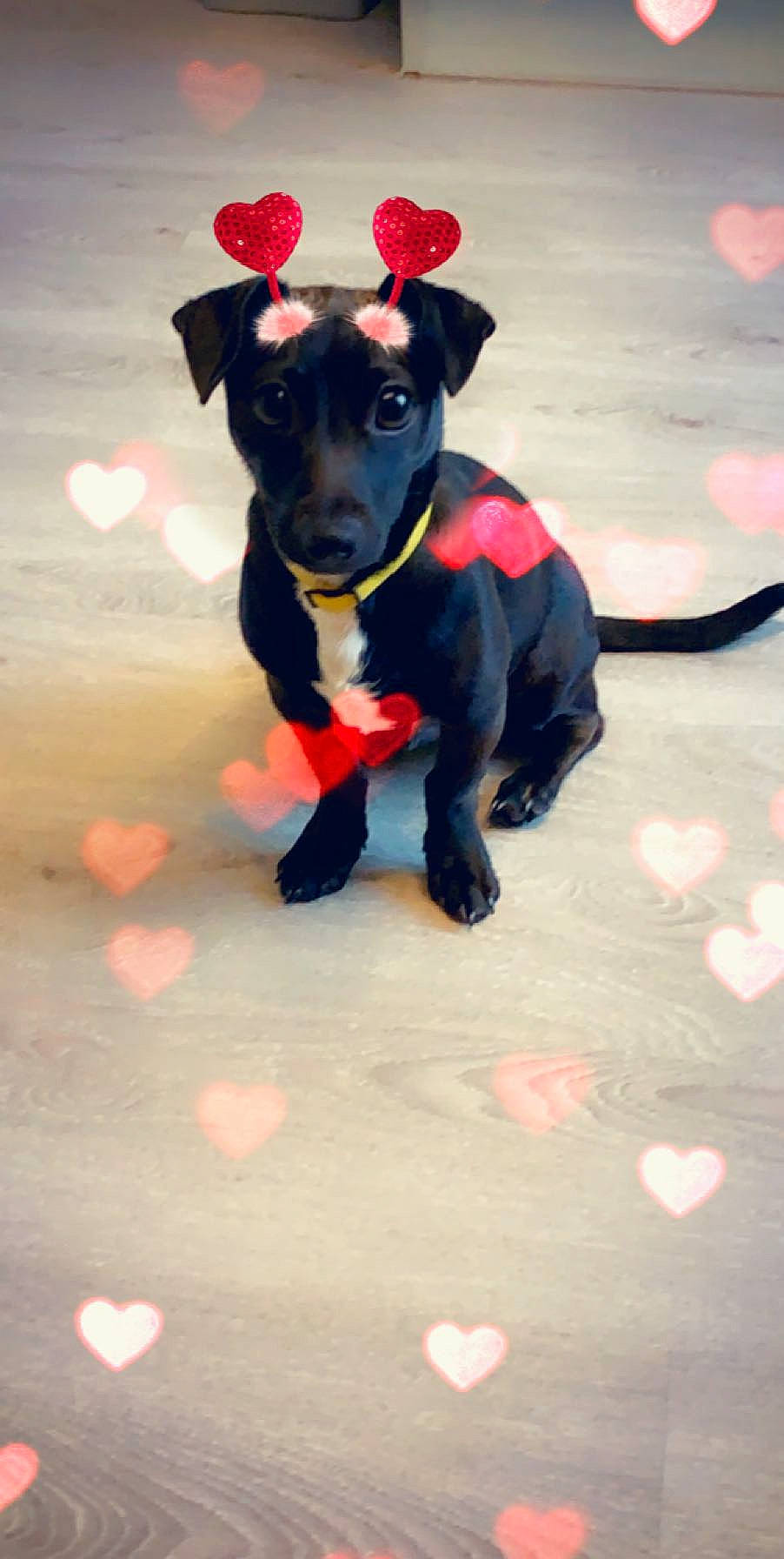 Mario a rejoint le concours — aidez-le/la à gagner de superbes lots ! canidae, carnivore, companion_dog, dog, dog_breed, labrador_retriever, mammal, non_sporting_group, patterdale_terrier, puppy, rare_breed_dog, sporting_group, terrier, vertebrate