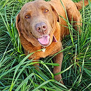 Nina participe au concours pour gagner de l'argent avec cette photo : dog, chocolate_lab, brown_fur, happy, smiling, tongue_out, portrait, outdoor, grass, tall_grass, greenery, lying_down, collar, heart_tag, floppy_ears, pet, animal, close_up, text_overlay, emoji