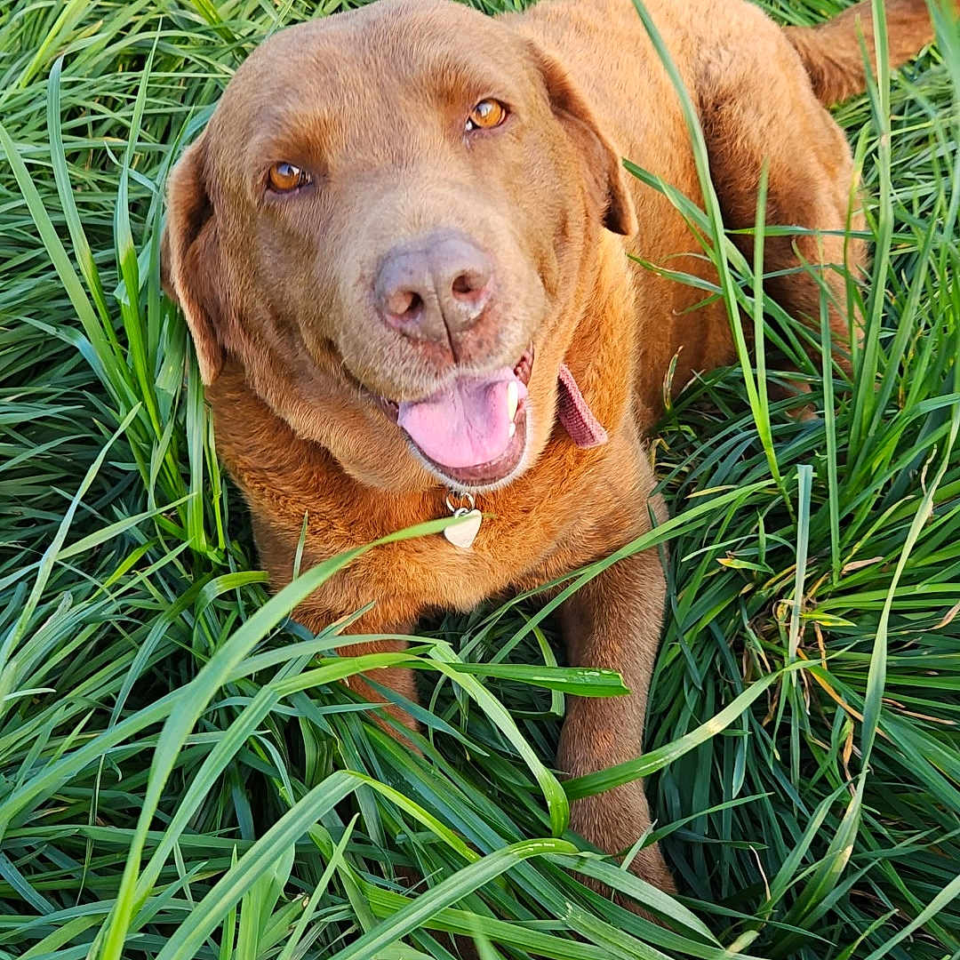 Nina participe au concours pour gagner de l'argent avec cette photo : dog, chocolate_lab, brown_fur, happy, smiling, tongue_out, portrait, outdoor, grass, tall_grass, greenery, lying_down, collar, heart_tag, floppy_ears, pet, animal, close_up, text_overlay, emoji