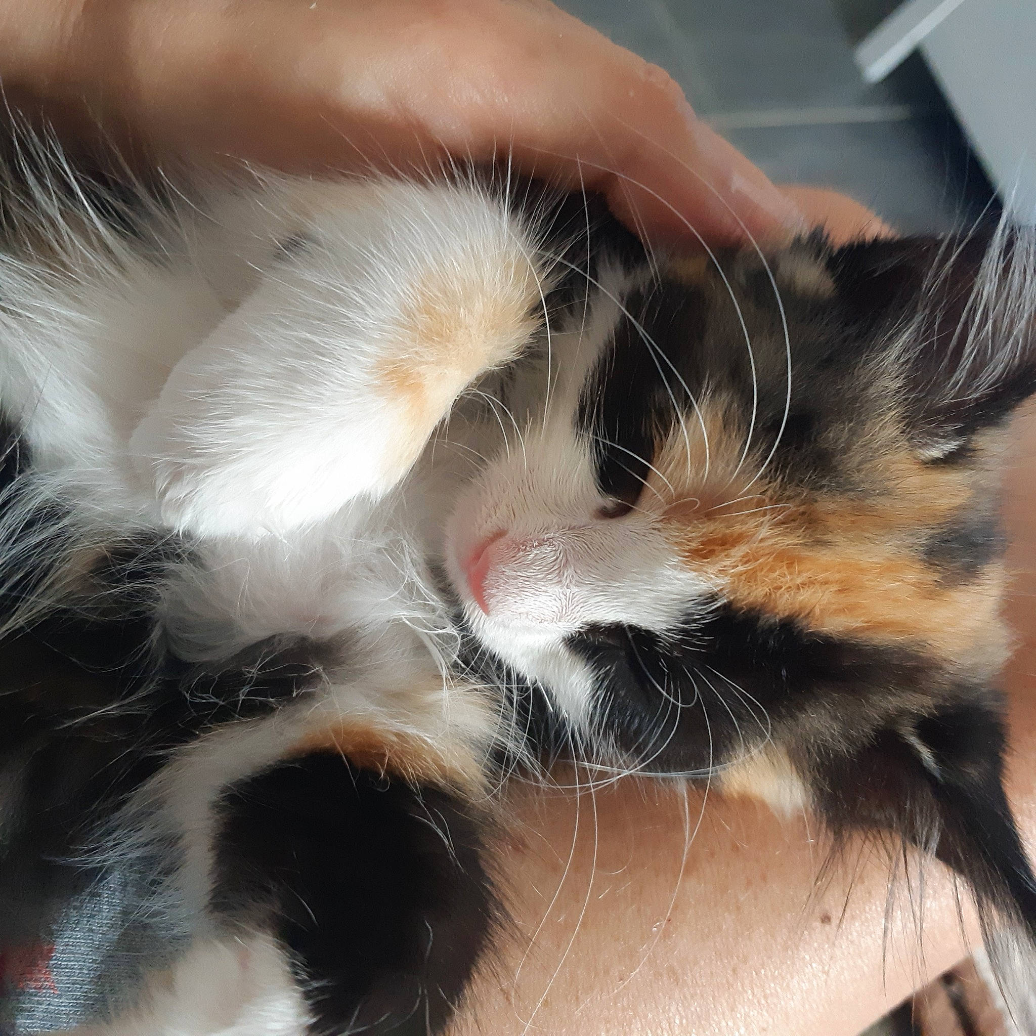 Mixie participe au concours pour gagner de l'argent avec cette photo : carnivore, cat, claw, comfort, domestic_short_haired_cat, ear, eye, eyelash, felidae, foot, fur, gesture, human_leg, nail, nap, paw, small_to_medium_sized_cats, snout, tail, whiskers