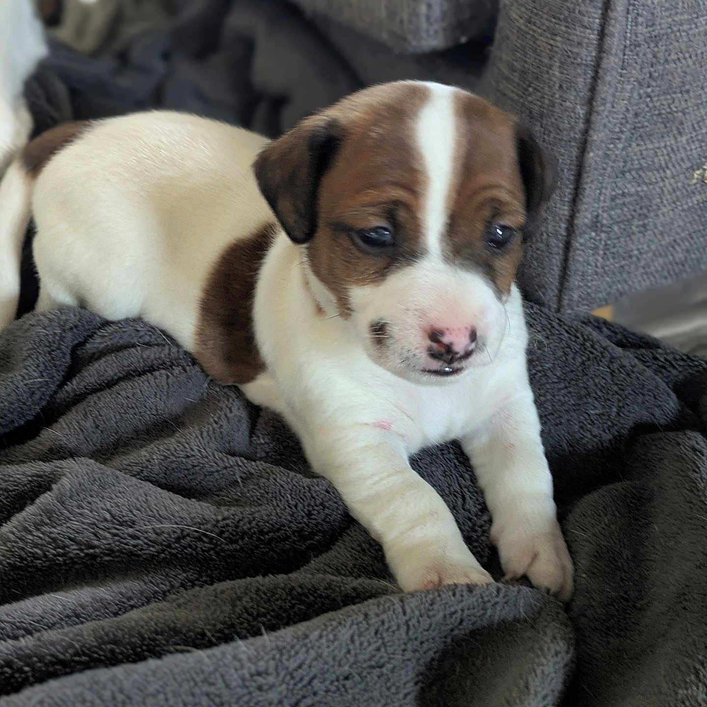 Aïko a rejoint le concours — aidez-le/la à gagner de superbes lots ! animal, blanket, brown, comfort, cozy, cute, dog, face, fur, home, indoor, paws, pet, puppy, resting, small, soft, texture, white, young