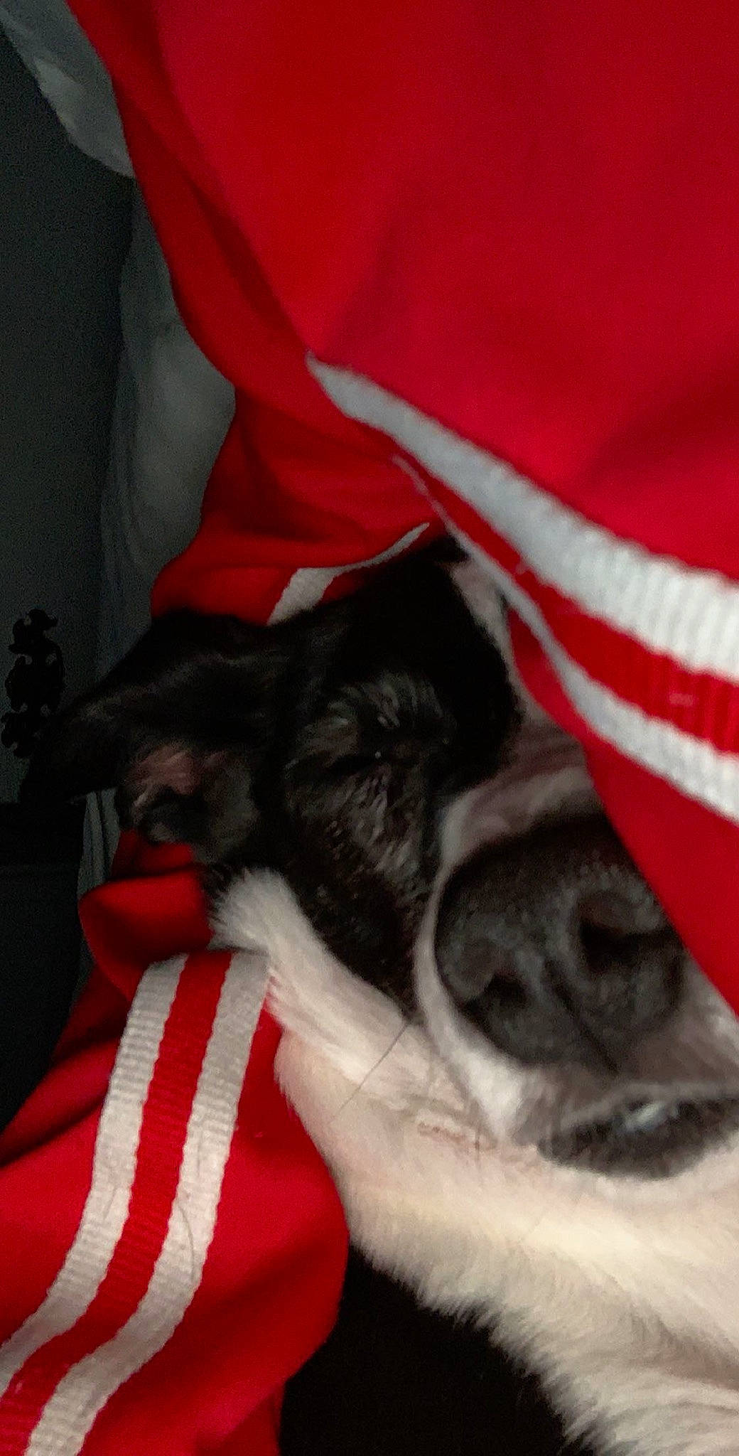 Gigi joined the competition — help win amazing prizes! boston_terrier, canidae, carnivore, companion_dog, dog, dog_breed, nap, non_sporting_group, paw, puppy, rat_terrier, snout, sporting_group