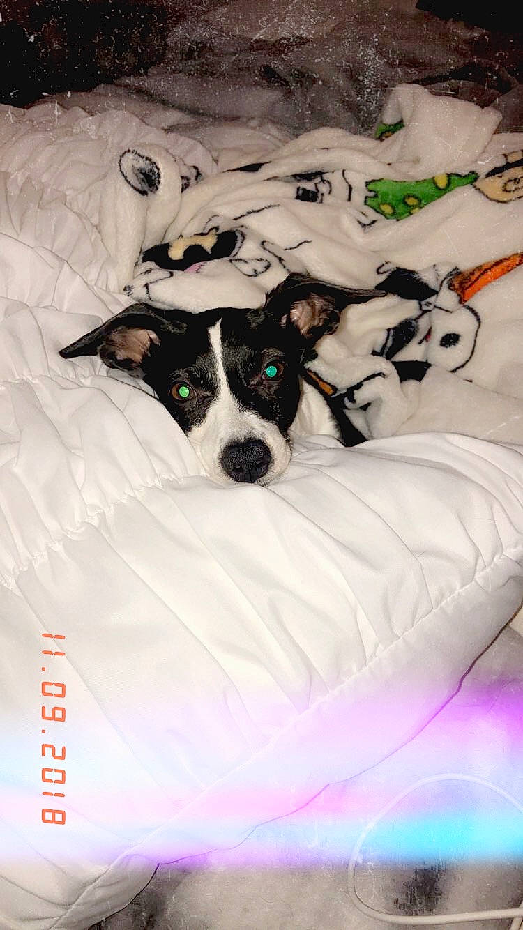 Gigi is registered to the contest to win money with this photo: brazilian_terrier, canidae, carnivore, chilean_fox_terrier, companion_dog, danish_swedish_farmdog, dog, dog_breed, feist, fox_terrier, jack_russell_terrier, linens, mammal, puppy, rat_terrier, ratonero_bodeguero_andaluz, smooth_fox_terrier, sporting_group, teddy_roosevelt_terrier, toy_fox_terrier