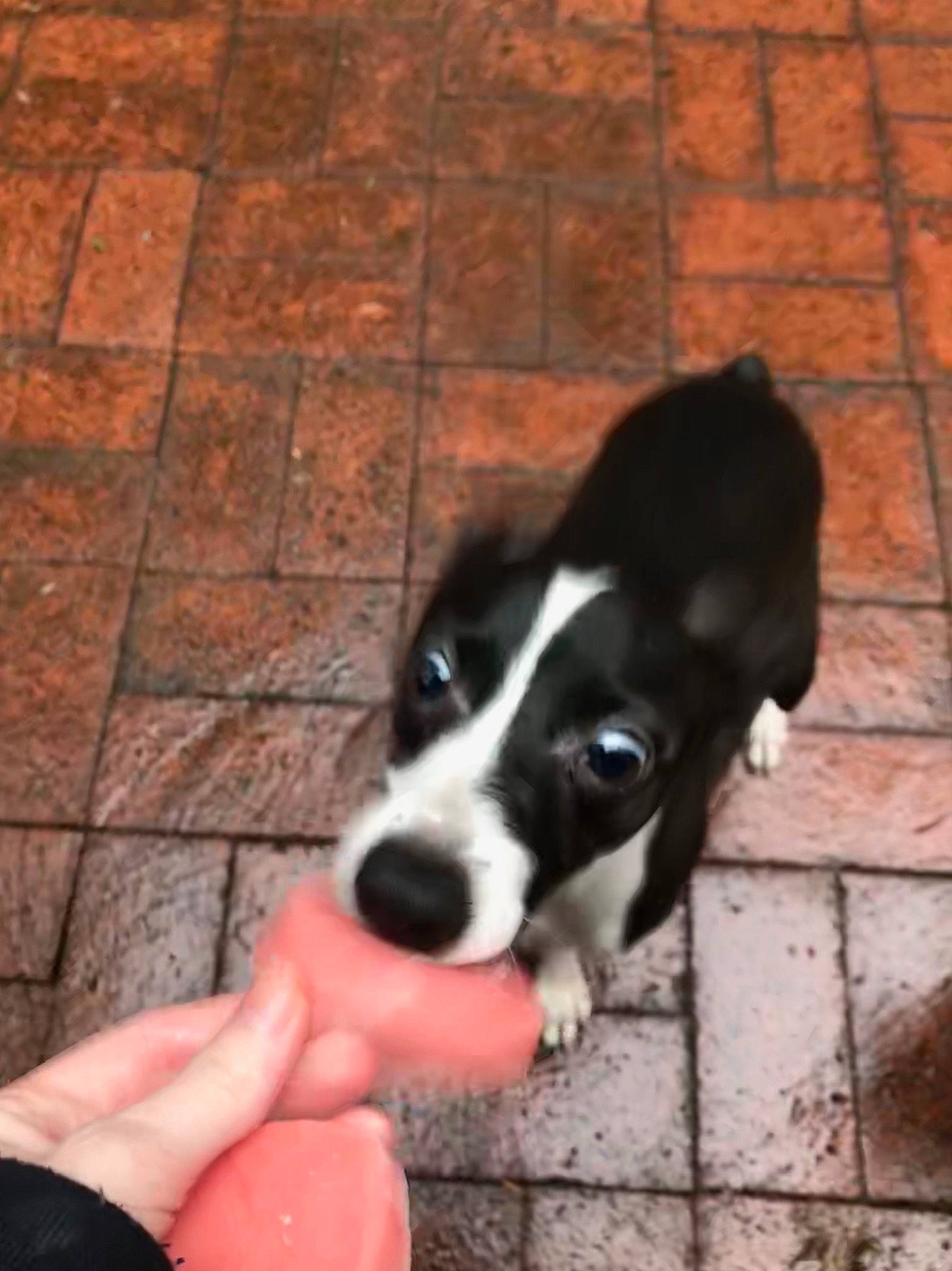 Gigi is registered to the contest to win money with this photo: border_collie, canidae, carnivore, dog, dog_breed, feist, mammal, mcnab, puppy, smooth_fox_terrier, sporting_group, vertebrate